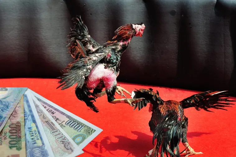 Bí Quyết Chơi Đá Gà Sabong VF555 Từ A Đến Z Chinh Phục Mọi Kèo Cược 1 Bí Quyết Chơi Đá Gà Sabong VF555 Từ A Đến Z Chinh Phục Mọi Kèo Cược